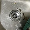 Thumb img 6246