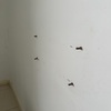 Thumb img 1546