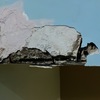 Thumb bd58a9d2 59cd 40d8 9485 7adbee5a5db5