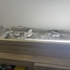 Thumb img 1903