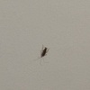 Thumb img 5393