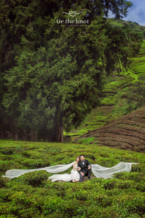 PreWedding at Cameron Highland