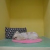 Cutie room