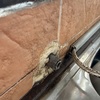 Thumb image