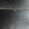 Thumb img 3409