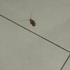 Thumb img 3410